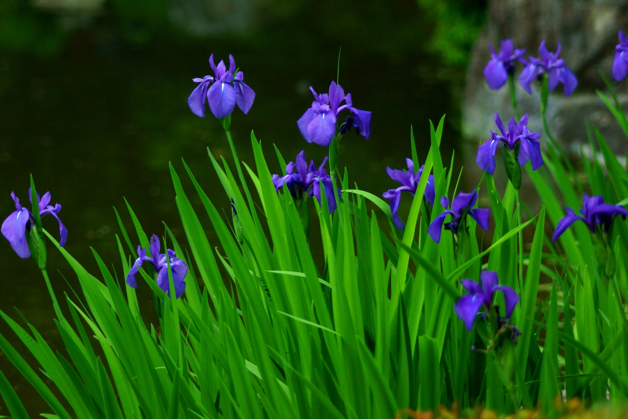 Представитель Семейства Iridaceae